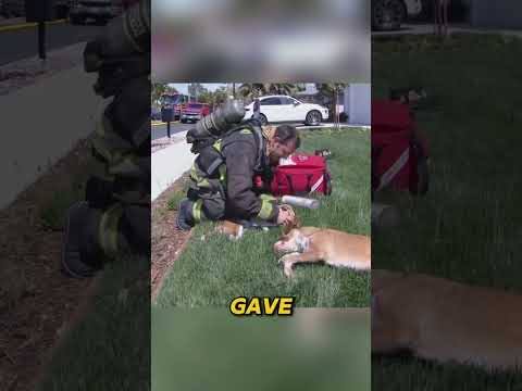 Would You Run Into a Fire for Dogs Like This #shorts