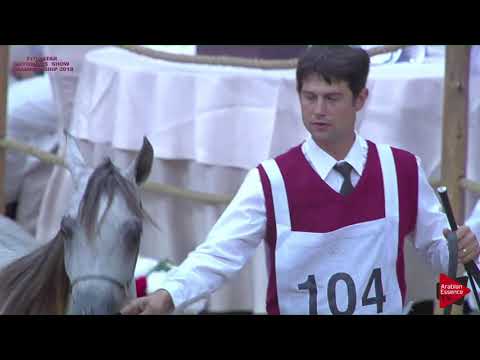 N 104 METHAYEL ASSAYEL ALUWAYNAH   21st Qatar National 2018   Yearling Fillies Class 3C