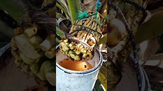 Download lagu From Coconut Flower to Fresh Sap 🌴 mp3