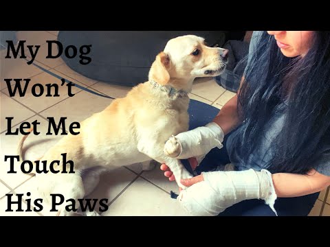 My Dog Won’t Let Me Touch His Paws(Counter Conditioning)