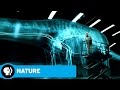 NATURE: RAISING THE DINOSAUR GIANT | David Attenborough & Dinosaur Hearts | PBS