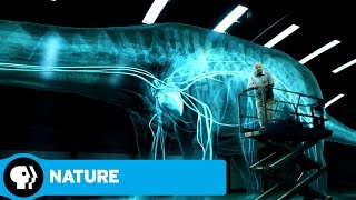 NATURE: RAISING THE DINOSAUR GIANT | David Attenborough & Dinosaur Hearts | PBS