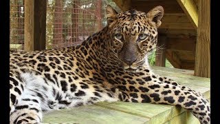 LIVE: Rescue Leopard Eating Snacks at Big Cat Rescue | The Dodo by The Dodo