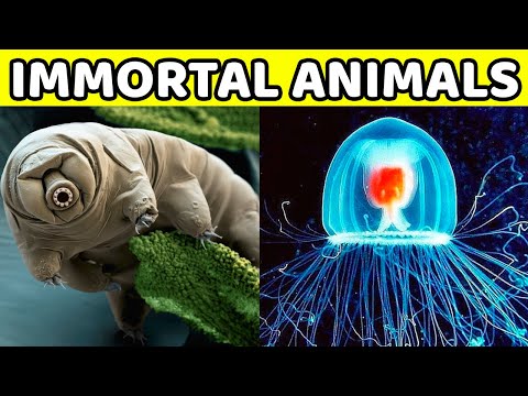 Weird Nature: These Animals Can Live Forever!
