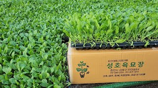 달고 맛 좋고 추대가 늦은 시금치모종! 저장양파 장열대파 판매하고 있습니다.