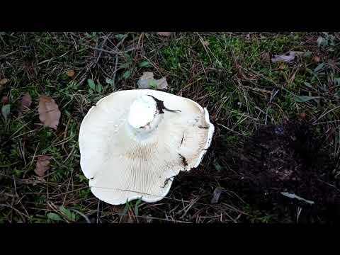 Wolliger Milchling Gift Pilz 10.2020 Brandemburgo