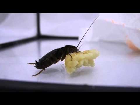 Oriental Cockroaches ( Blatta Orientalis ) eating