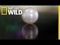 Formation Of A Pearl Secret Life Of Pearls