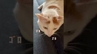 ころころみーたん #みーたん #みーもこ #猫 #ねこ動画 #猫動画 #cat #cats
