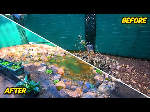 From 0-100 in 2 weeks! | Indoor pond