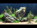 Dream Aquarium Virtual Fishtank #1 