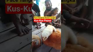 Download lagu Cus-Cus Endemic Animals ‼️ mp3