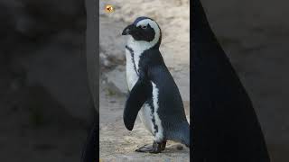 African Penguin Sounds (Penguin Preening Feathers On Sandy Ground)