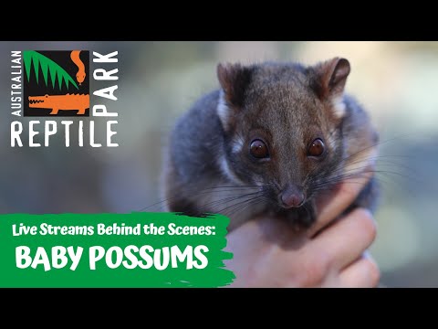 BABY RINGTAIL POSSUM JOEYS (LIVE FOOTAGE) | AUSTRALIAN REPTILE PARK