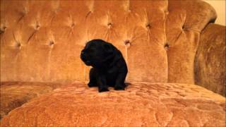 Sevin Raine's Harvey Wallbanger