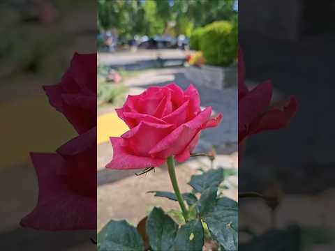 El shopping de Traslasierra: "la Feria de Villa de Las Rosas"