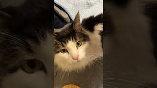 お出迎え猫【ノル猫ミロシー】 #shorts