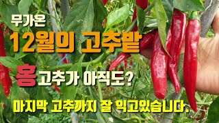 12월의 무가온고추밭 고추가 마지막까지 잘 익어가고있습니다 수확하려면 꽤 걸리겠습니다.