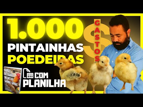 , title : '1.000 Pintainhas Poedeiras: QUANTO VOI GASTAR COM 1.000 POEDEIRAS (PINTINHOS)'