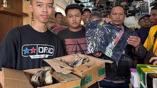 Download lagu OBRAL BURUNG DI HARI MINGGGU !!! READY BURUNG CENDET ANAKAN - PARKIT - PLECI - JALAK - KENARI DLL mp3 Download lagu OBRAL BURUNG DI HARI MINGGGU !!! READY BURUNG CENDET ANAKAN - PARKIT - PLECI - JALAK - KENARI DLL mp3