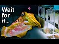 Can This Cuttlefish Pass An Intelligence Test Designed For Children