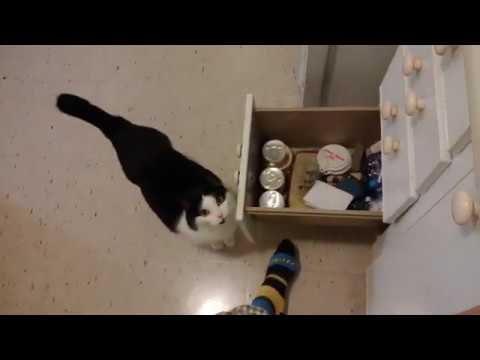 How I feed my sick cat