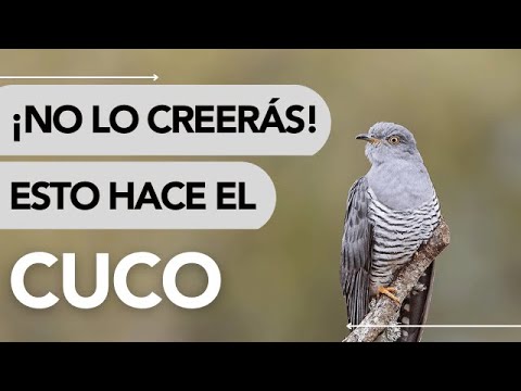 🧐 Dónde VIVE el CUCO y QUÉ COME 🐦