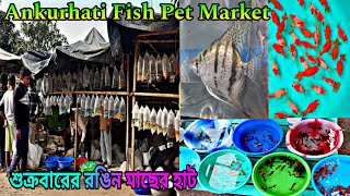 শুক্রবারের অঙ্কুরহাটির রঙিন মাছের হাট | Aquarium Fish Price Ankurhati | Howrah Ankurhati Pet Market