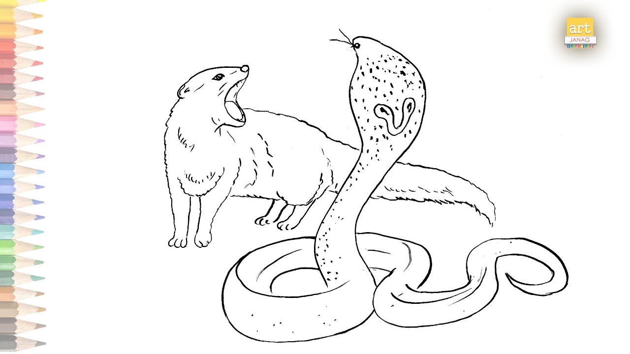 Fighting Cobra VS Mongoose drawing very easy | How to draw Cobra V/S Mongoose drawing step by step