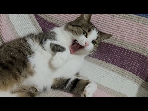 who is sleeping so sweetly?this cat is Misha!