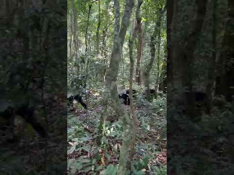 Kibale Chimp Tracking