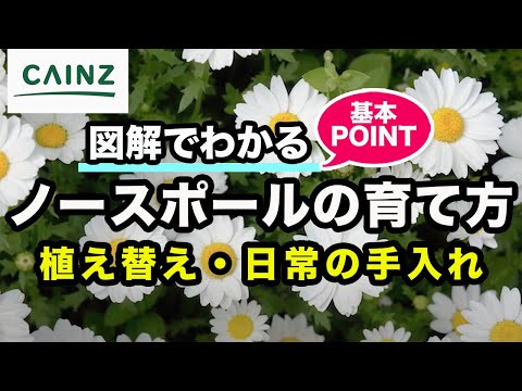 ベンビシネについて詳しく解説