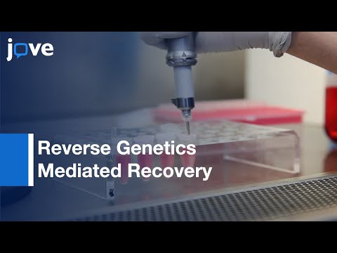 Reverse Genetics Mediated Recovery Of Infectious Murine Norovirus l Protocol Preview