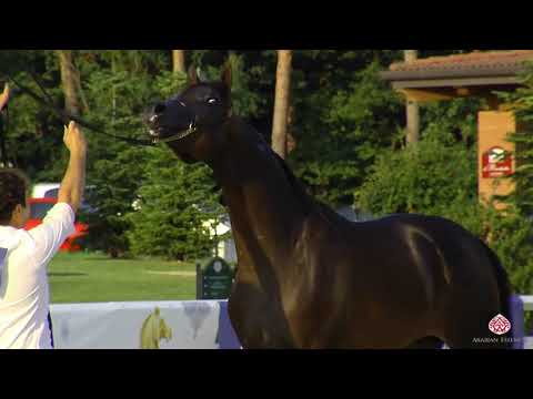 N.35 AJ MABROOK - Milan 2020 Arabian Horse Show - Colts 2 Years Old (Class 5)