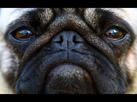 STADTVERWALTUNG AHLEN: Mops Edda gepfändet und bei Ebay verkauft