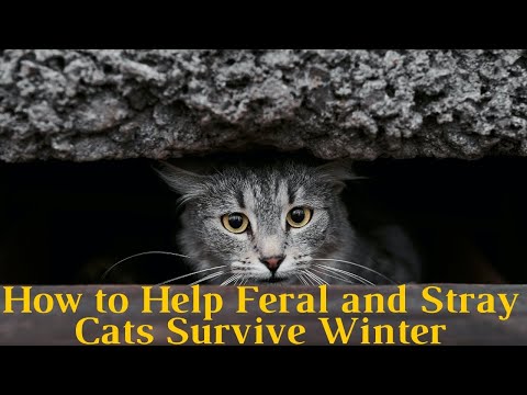 How to Help Feral and Stray Cats Survive Winter :Tips & Tricks, Resources, and Information 2021