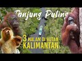 Langka Lihat Orangutan Di Habitat Aslinya Tinggal Di Taman Nasional Tanjung Puting Selama 3 Malam
