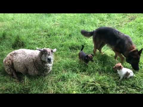 YouTube video