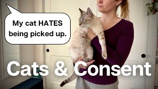 How to CORRECTLY pick up, hold, & carry a cat: Is it ok to carry a cat like a baby?