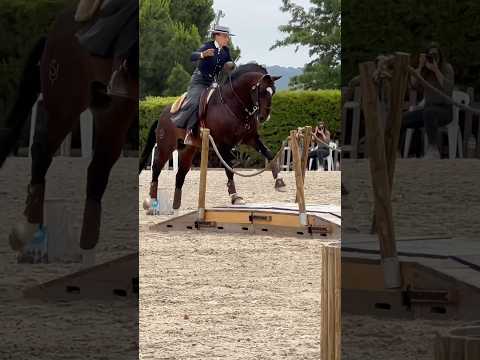 Working Equitation 🇵🇹lusitano Isco & Mafalda Mendes 2024 Santarém #horse #equestrian #dressage