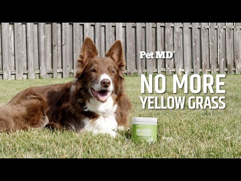 YouTube video about: Are grass saver pills safe for dogs?