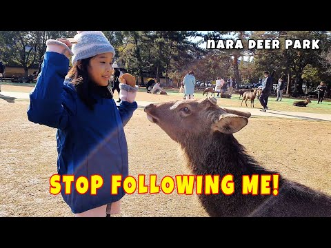 🦌 DEER, STOP FOLLOWING ME! Nara Deer Park | (◕‿◕🌸) Amazing Zia