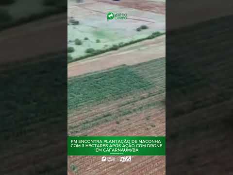 PM ENCONTRA PLANTAÇÃO DE MACONHA COM 3 HECTARES APÓS AÇÃO COM DRONE EM CAFARNAUM/BA