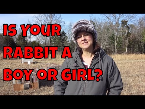 Male or Female Rabbit?  How to Tell the Difference.