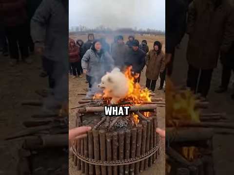 Escaping the Ritual to Save My Puppy