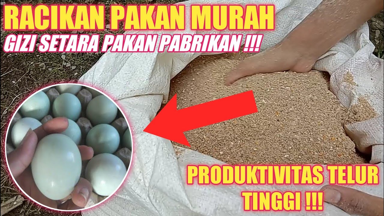 Racikan pakan bebek hemat tapi tetap bergizi tinggi