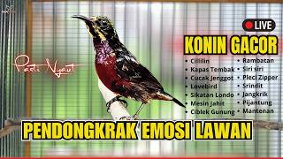 Download lagu 🛑TERAPI WAJIB JUARA‼️KONIN GACOR NEMBAK FULL ISIAN TERMEWAH — PANCINGAN KOLIBRI NINJA SUARA JERNIH mp3