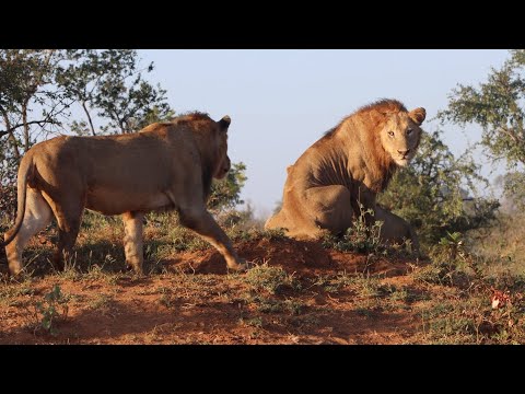 Pride of Three Male Lions REUNITED! Touching Moment…