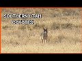 SOUTHERN UTAH COYOTE HUNT