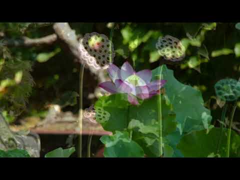 image : Samedi au jardin : "Les Charmilles" Ehpad en Charente